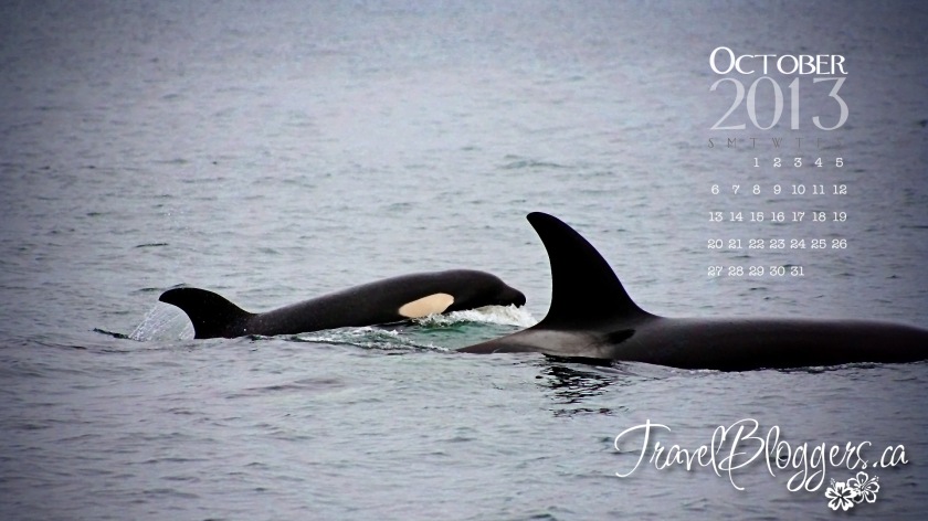 TravelBloggers.ca, Whale Watching, Killer whales, Orca, Monterrey California
